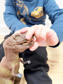 Dyr - T-Rex Dinosaur fra Green Rubber Toys - H:25 cm.