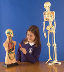 Anatomisæt med 11 dele i halv skala - Edu-Qi - Fra 8 år. - Billede 1