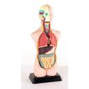 Anatomisæt med 11 dele i halv skala - Edu-Qi - Fra 8 år. - Billede 1