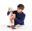 Anatomisæt med 11 dele i halv skala - Edu-Qi - Fra 8 år. - Billede 1