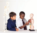 Anatomisæt med 11 dele i halv skala - Edu-Qi - Fra 8 år. - Billede 1