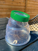 Insektglas Gigant 5x forstørrelse - H:13,5 cm. - Billede 1